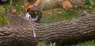 Professional Tree Removal in Sage, CA