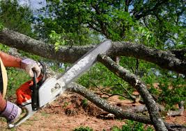 Best Pest Control for Lawns  in Sage, CA