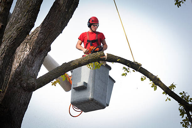 Best Tree Preservation Services  in Sage, CA